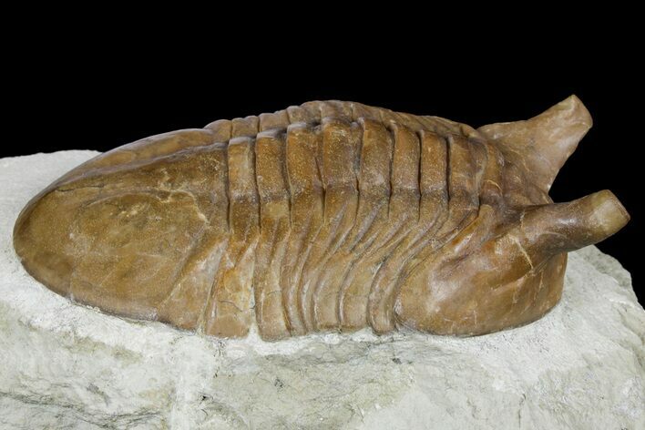 Stalk-Eyed, Asaphus Punctatus Trilobite - Russia #179193